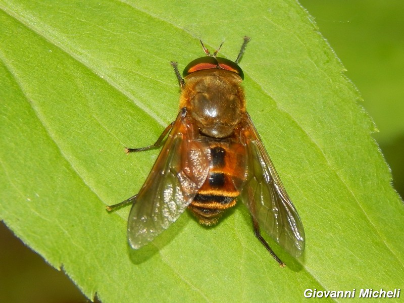 Volucella zonaria (Syrphidae) femmina